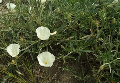 Convolvulus holosericeus