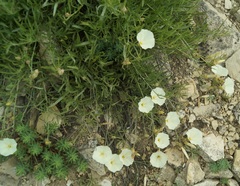 Convolvulus holosericeus