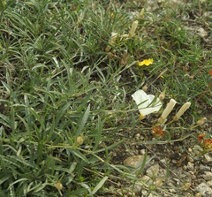 Convolvulus holosericeus