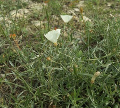 Convolvulus holosericeus
