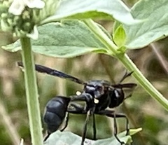 Physocephala floridana