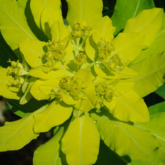Euphorbia hyberna