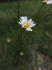 Tripleurospermum inodorum