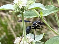 Physocephala floridana