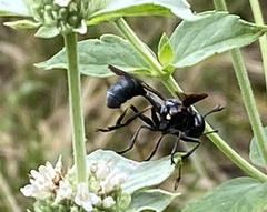 Physocephala floridana