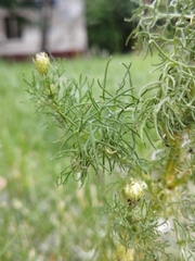 Tripleurospermum inodorum