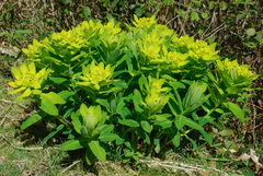 Euphorbia hyberna