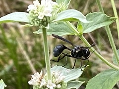 Physocephala floridana