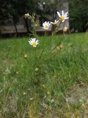 Tripleurospermum inodorum