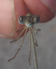 Lestes pallidus