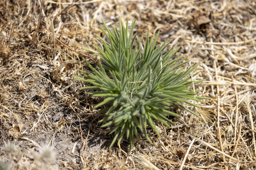 iNaturalist observation photo of Spikeweeds