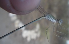 Lestes pallidus
