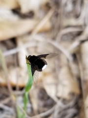 Ogcodocera leucoprocta