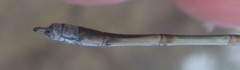 Lestes pallidus