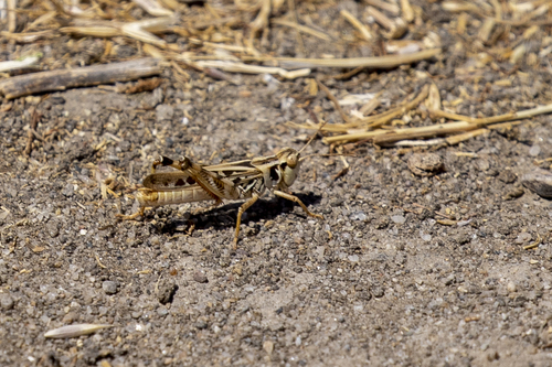 iNaturalist observation photo of Clear-winged Grasshopper