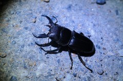 Serrognathus titanus castanicolor