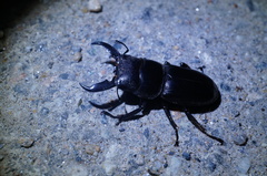 Serrognathus titanus castanicolor