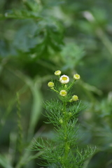 Tripleurospermum inodorum