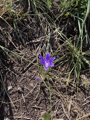 Brodiaea elegans hooveri