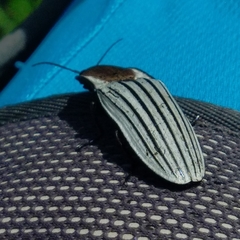 Chalcolepidius validus
