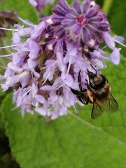 Apis mellifera