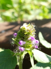 Prunella vulgaris
