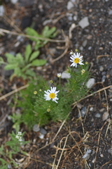 Tripleurospermum inodorum