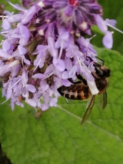 Apis mellifera
