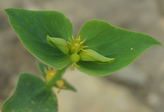 Euphorbia taurinensis