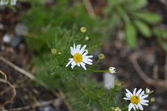 Tripleurospermum inodorum