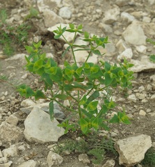 Euphorbia taurinensis
