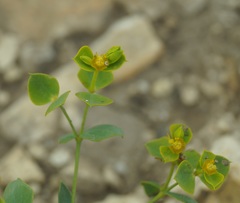 Euphorbia taurinensis