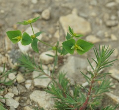 Euphorbia taurinensis