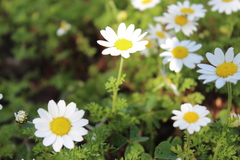 Anthemis chia
