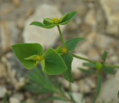 Euphorbia taurinensis
