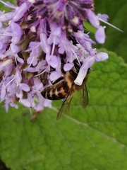 Apis mellifera