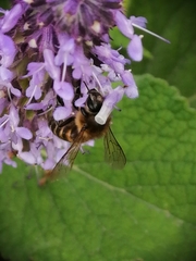 Apis mellifera