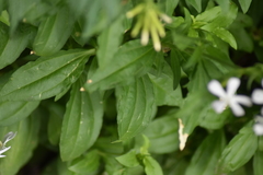 Saponaria officinalis