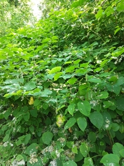 Reynoutria × bohemica