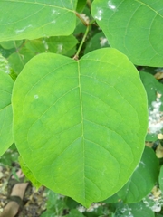 Reynoutria × bohemica