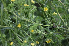 Potentilla argentea