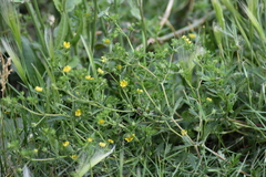 Potentilla argentea