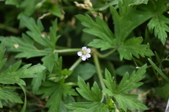 Geranium sibiricum