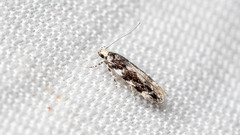 Parachronistis albiceps