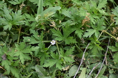 Geranium sibiricum