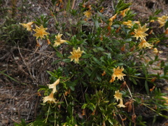 Diplacus grandiflorus