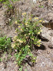 Diplacus grandiflorus