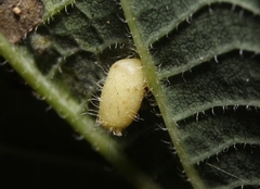 Celticecis pyriformis