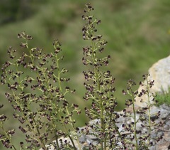 Scrophularia juratensis