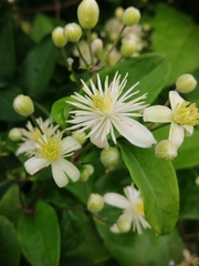 Clematis vitalba